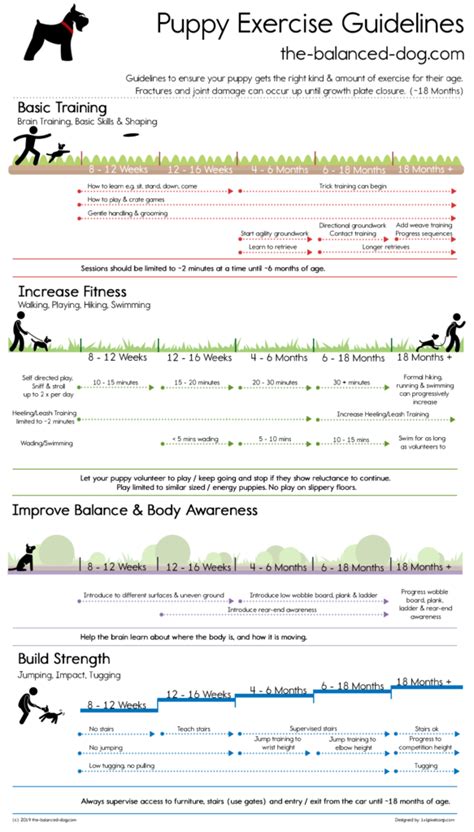 Puppy Exercise Guidelines The Balanced Dog
