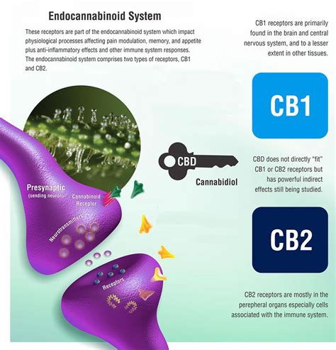 ﻿how Cbd Works The Endocannabinoid System Explained A Journey