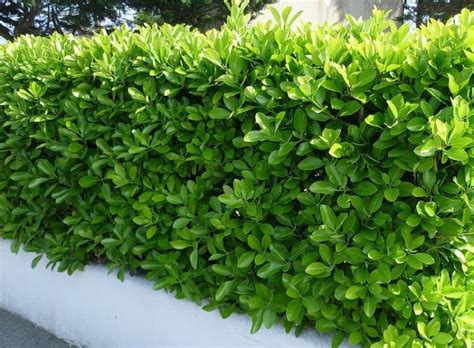Buy Euonymus Japonicus Hedging Japanese Spindle And Evergreen Spindle