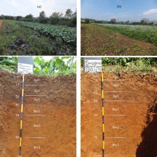 Effects of climate on soil formation include:high precipitation and low temperature increase organic matter in soil.forest type, deciduous versus coniferous also affects soil development because the. (PDF) Application of High Carbon:Nitrogen Material Enhanced the Formation of the Soil A Horizon ...