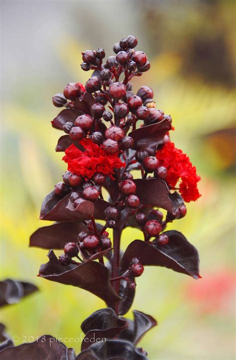 'ebony and ivory' (=black crape myrtle periodicals. Red Hot Black Diamond Crape Myrtles For Sale | The Tree Center