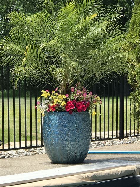 Poolside planter (With images) | Backyard plants, Tropical ... They come in a variety of colors varying from bright green to a rich plum.