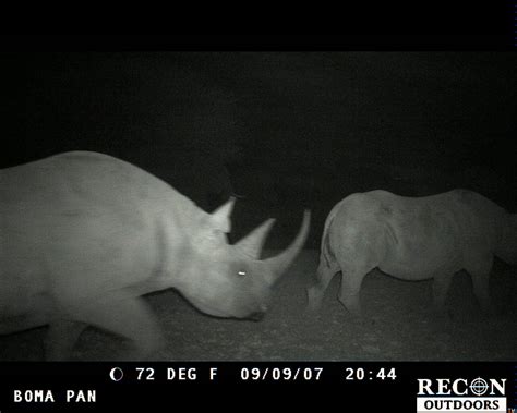 Trapping Africas Rhinos Caught On Camera Wwf