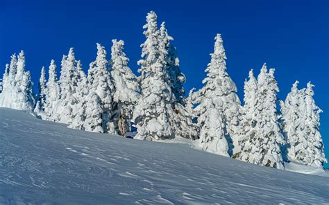 Download Wallpaper 3840x2400 Trees Snow Winter Nature White 4k