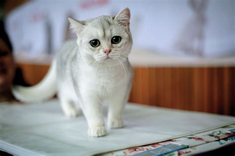 See The Cutest Cat Breeds As Kittens Readers Digest