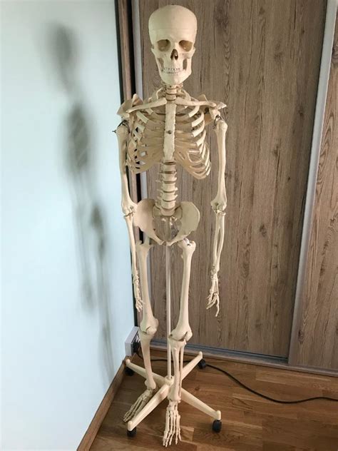 Anatomical Model Life Sized Human Skeleton In Ely Cardiff Gumtree