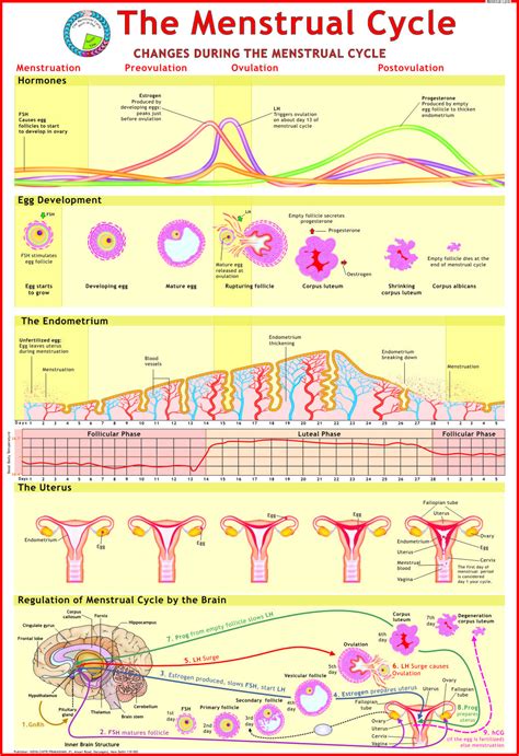 Your menstrual cycle is part of your body's way of preparing for a possible pregnancy each month. Menstrual Cycle Chart at Rs 150/piece(s) | मानव के ...