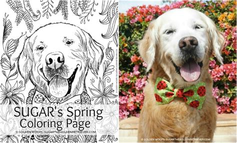 The last is clicking the 'save'. Golden Woofs SUGAR's Spring Coloring Page {free} +Giveaway