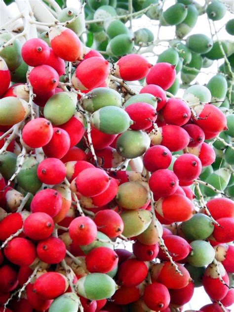 Date Fruit On Tree Fruit Trees