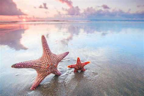 Two Starfish On Beach Stock Photo Image Of Ocean Orange 80887054