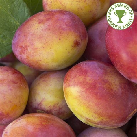 Healthy, mature plants · fedex direct to your home Plum Victoria | Prunus Victoria | Buy Young & Mature Plum ...
