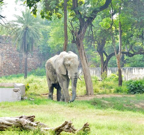 National Zoological Park Of Delhi New Delhi 2022 Alles Wat U Moet