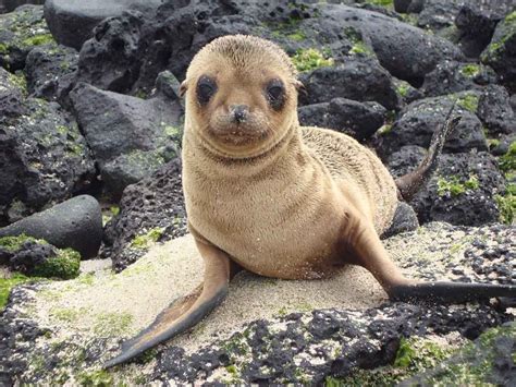 30 Best Things To Do In The Galapagos Islands Peru For Less