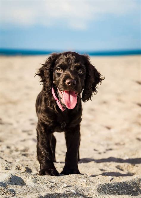 As with most breeds our adoptable dog of the week is fritz, a 2 years old westie and poodle mix from columbia, sc. BOYKIN SPANIEL PUPPIES - BOYKIN SPANIEL SOCIETY