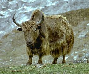 yak | mammal | Britannica
