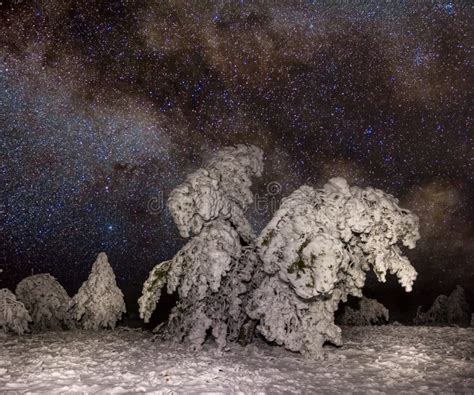 Pine Tree Forest In A Snow Under A Starry Sky With Milky Way Stock