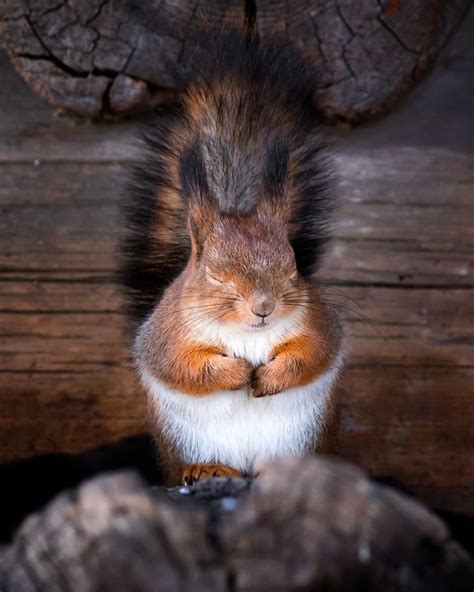 41 Magical Animal Photos That Prove Fairy Forests Are Real In Finland