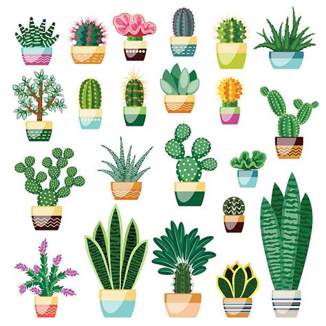It may or may not be blooming at the time of your purchase. Royalty Free Potted Succulent Clip Art, Vector Images ...