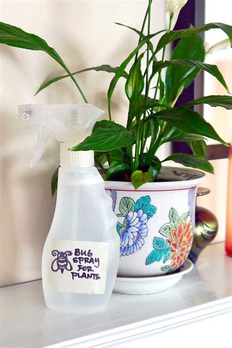 Eco Friendly Bug Spray For Indoor And Outdoor Plants Bug Spray For