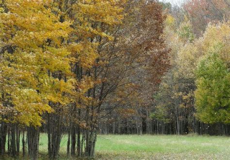 Autumn Trees In Loudoun County Va Photograph By Gregory Strong Fine