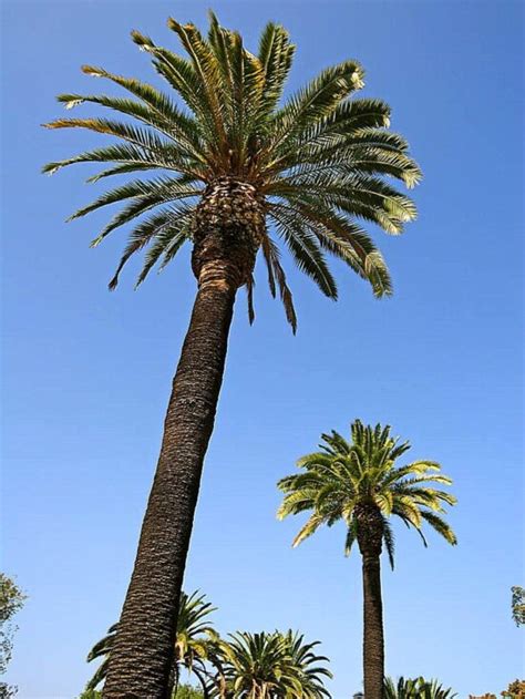 Free Picture Palm Trees