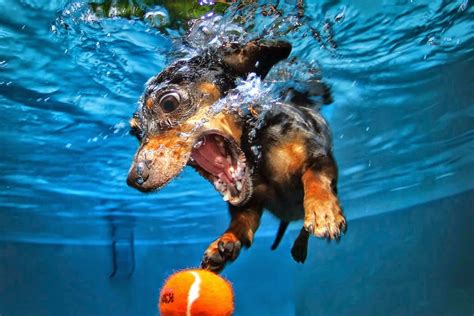 Interesting Photo Of The Day Determined Doggy Diver