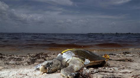 Red Tide Phenomenon Closes Florida Beaches