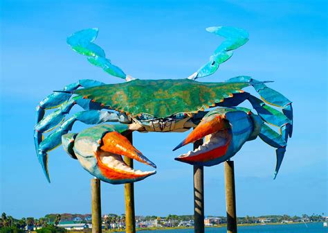 Worlds Largest Blue Crab Rockport Texas Sets World Record