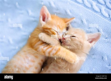 Cute Baby Kittens Sleeping Baby Kittens Sleeping With Their Mother