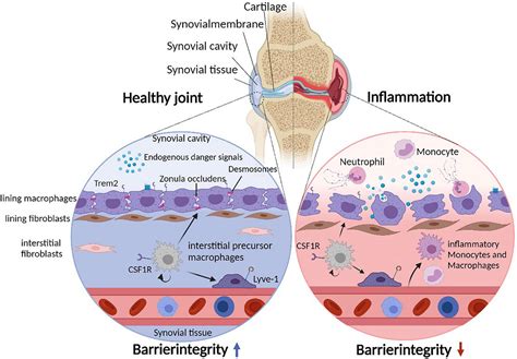 Frontiers Synovial Macrophage And Fibroblast Heterogeneity In Joint