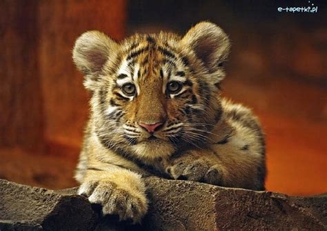 Mały Tygrysek
