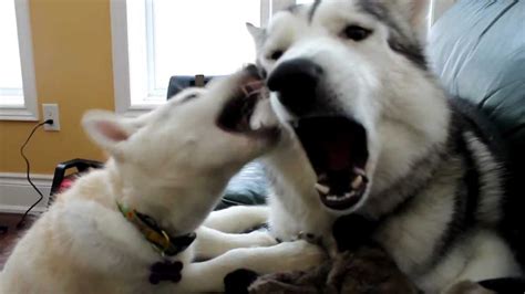 Siberian Husky Puppies Play Fighting Hd Youtube