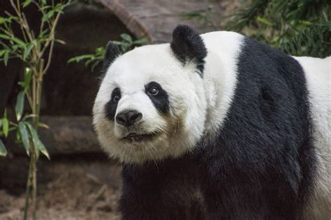Definitive Guide To Giant Panda Facts Habitat Conservation Status