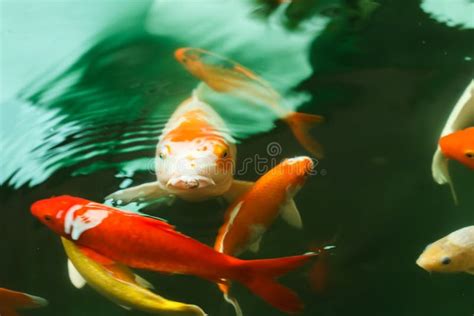 Colorful Koi Fish Feeding Stock Photo Image Of Asia 126281770