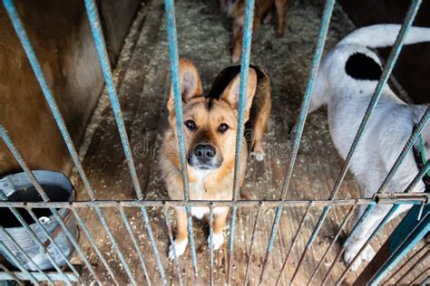 Cage With Dogs In Animal Shelter Stock Image Image Of Homeless Cute