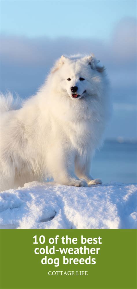 10 Of The Best Cold Weather Dog Breeds Cold Weather Dogs Cold