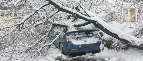 Trees Damaged By Winter Storms Call Barts Tree Service
