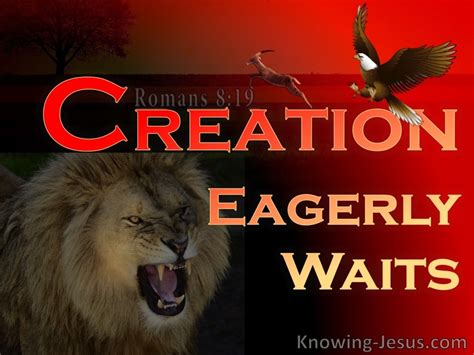 Romans 819 The Whole Creation Groans Red
