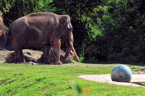 Elephants Balls Stock Photos Free And Royalty Free Stock Photos From