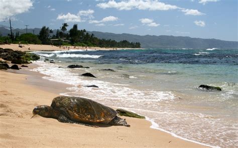 Turtle Beach HI North Shore Better Turtle Spotting In The Summer
