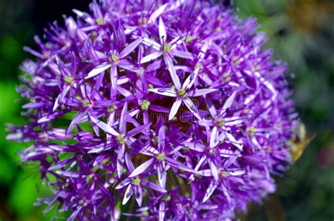 Allium Purple Sensation Flower Reddish Violet Balls Stock Image Image