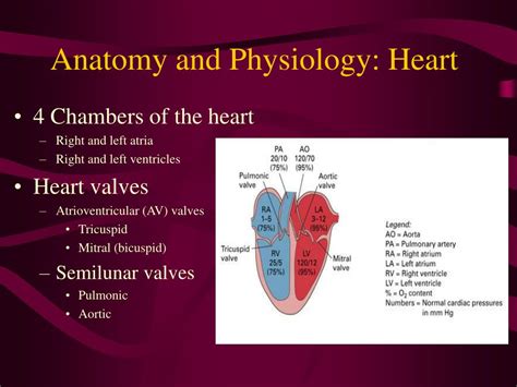 Ppt Heart And Peripheral Vasculature Powerpoint Presentation Free