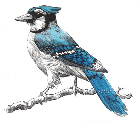 Blue Jay Drawing At Getdrawings Free Download