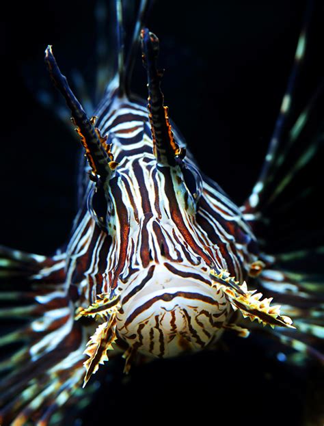 Predatory Fish | Aquarium Architecture