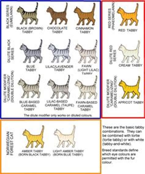 To determine the color of a shaded or smoke cat consider only the color of the tipping dissected cat veins and arteries | Catlas: the online cat ...