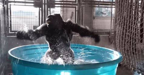 Watch Gorillas Amazing Dance Moves Go Viral