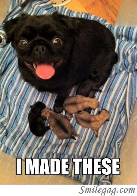 10 Hilarious Pug Memes