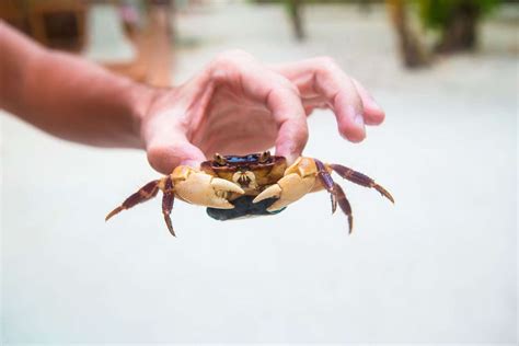 How To Take The Kids Crabbing In Kent This Summer