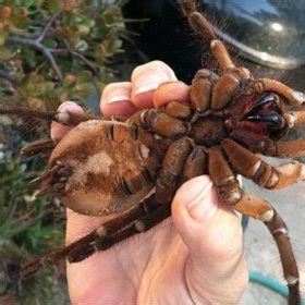 Něco pro arachnofobiky Tohle je největší pavouk na světě eXtra cz