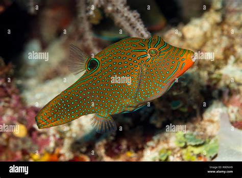 Spotted Sharpnose Canthigaster Solandri In Coral Reef Banda Sea Hi Res